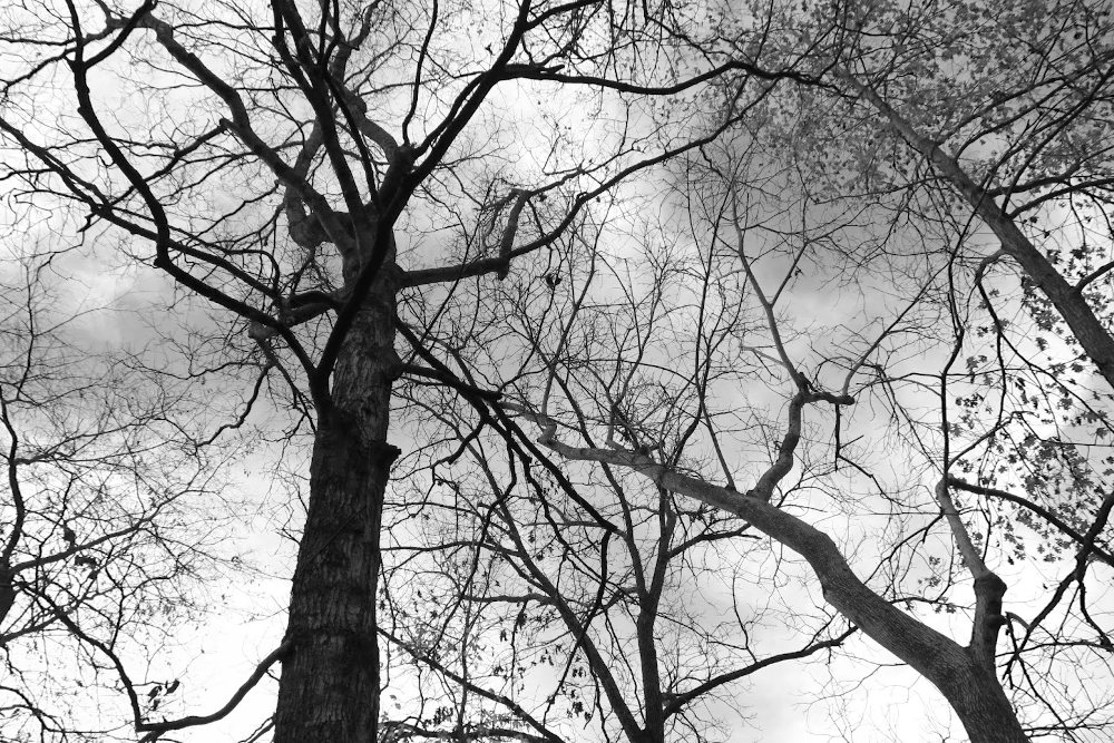 Késő őszi hangulatok a magyar irodalomban – Könyvajánló 10 fok alatti hőmérsékletre