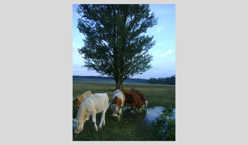Egy csordába botlottunk  Kép forrása: a szerző archívuma