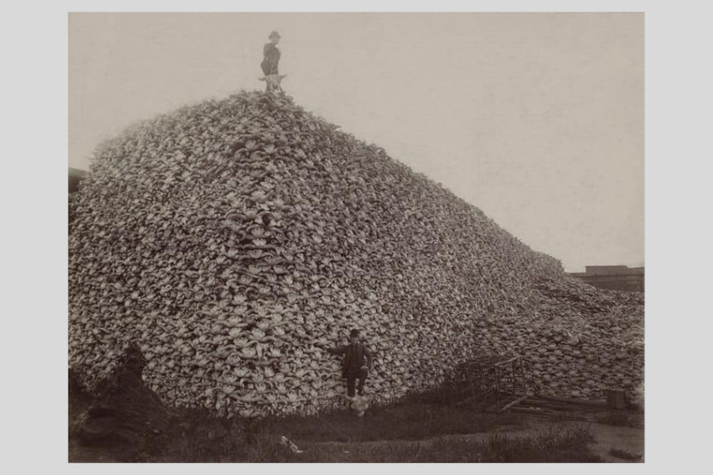 Bivalykoponyák piramisban a Michigan Carbon Works gyárában 1892-ben  Kép forrása: Wikimedia Commons/Burton Historical Collection, Detroit Public Library