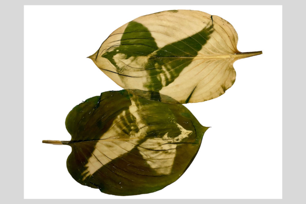 Pátkai Rozina: Házi veréb (Búcsúlevelek II.)  Kép forrása