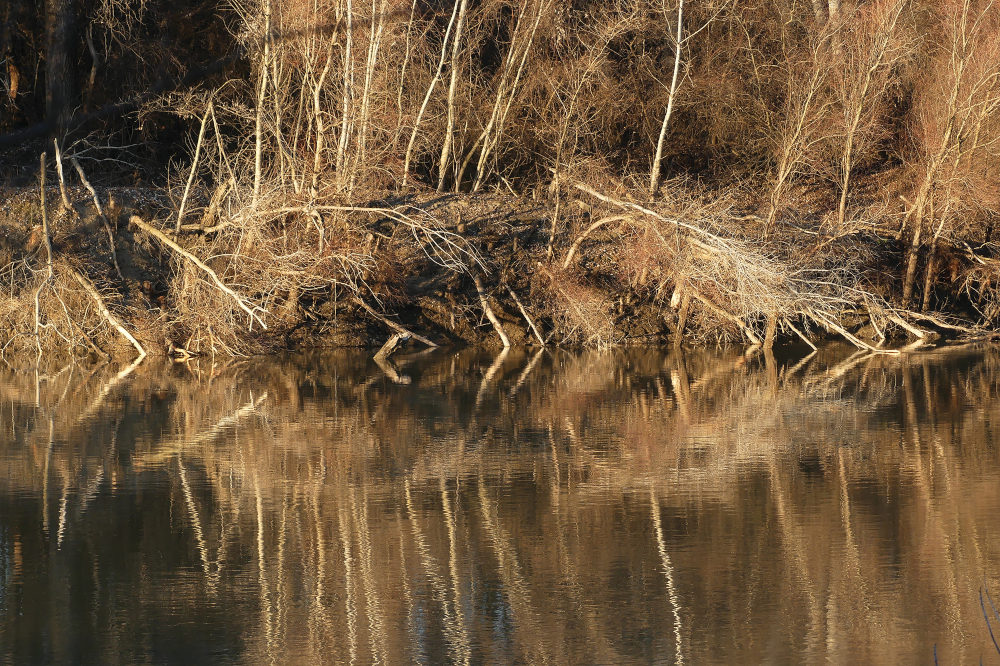 Aranyi Sándor: „Halváz” (2021)