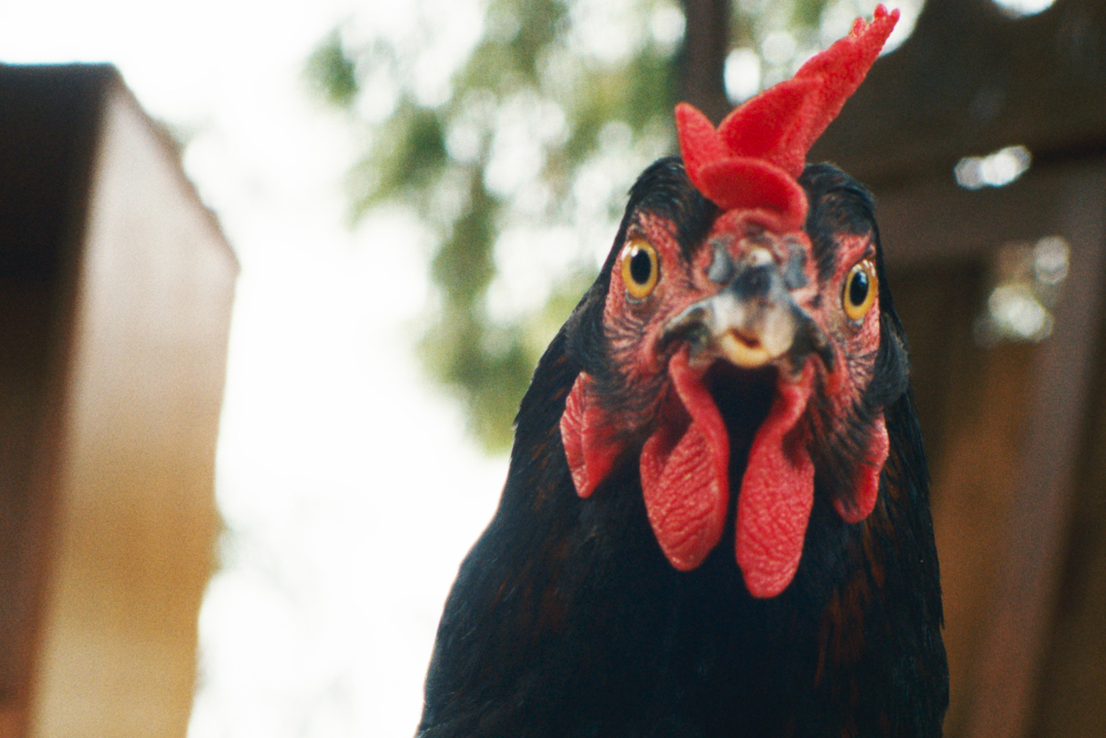 Jelenet a „Tyúk” című filmből Kép forrása: Mozinet